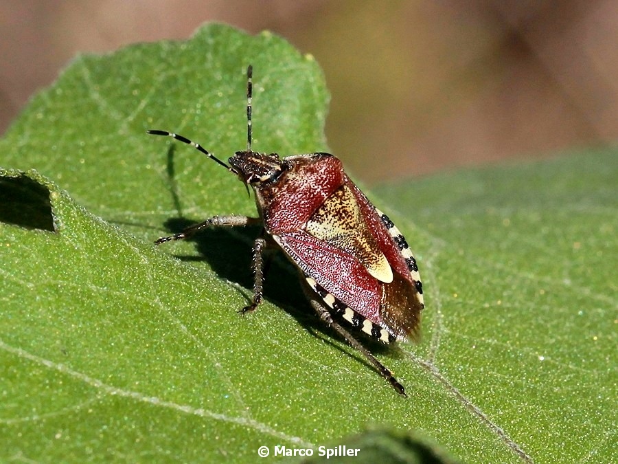 Pentatomidae:  Dolycoris baccarum